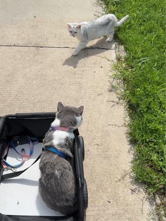 楼下遛猫有缘遇到了一窝招财猫,今年定必大富大贵!#萌宠好物 #新手养猫 #猫咪排毛 #猫咪掉毛 #萌宠养成记