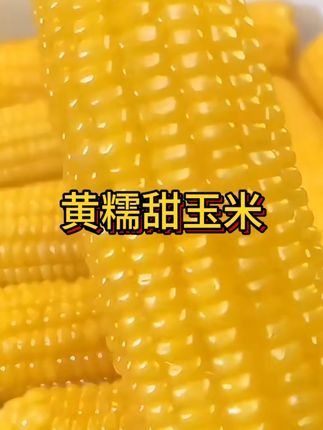 #东北粘糯甜玉米