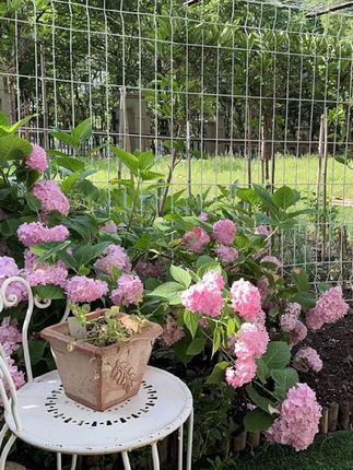 #洗衣液#大衣哥#好物推荐