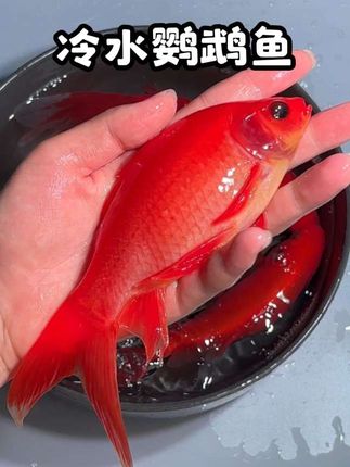 宝子们,新手养鱼看过来!超适合新手的冷水鹦鹉鱼来啦!它是草金鱼的一种,适应力超强,能在0-38度存活,18-28度最舒适,对水质要求也不高。杂食属性,人工饲料、红虫、水藻、蔬菜都能吃,每天喂2-3次就行。现在鱼场冲销量,价格实惠,包损包活,放心拍! #冷水鹦鹉鱼 #鱼 #观赏鱼 #鹦鹉鱼 #金鱼
