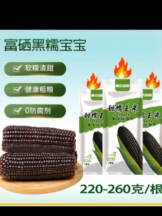 【试吃2根】东北富硒黑玉米10根单支220-260克黑糯玉米软糯甜粘玉米