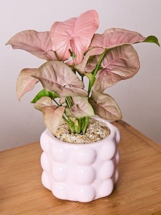 红粉佳人粉精灵合果芋竹芋盆栽办公室内桌面绿植花卉好运好养植物#爱生活爱养花 #花卉绿植 #分享家庭养花小常识 #室内绿植 #绿植盆栽
