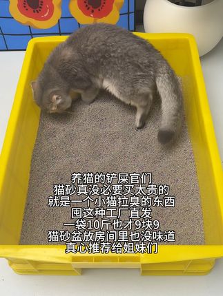 养猫的姐妹们,猫砂真的不用买太贵,好用就行#萌宠 #养猫新手 #养猫经验 #猫砂 #猫砂推荐