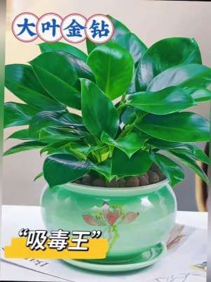 【吸除甲醛植物】大叶金钻是室内绿植佳品,叶片宽大浓绿,四季常青,观赏性强。它能有效吸附甲醛等有害气体,净化空气。适应性强,土培水培均可,养护简便,适合摆放办公室、客厅。不仅能装点空间,还能改善环境,让室内更清新舒适,是实用又美观的绿植选择。#绿植盆栽 #花卉绿植 #绿植 #绿植盆景 #绿植推荐