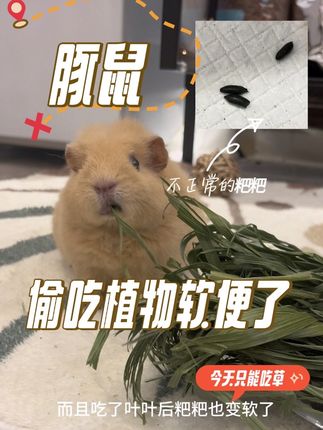 这个大黄耗子真的气死我了,白天偷偷跑去阳台吃了我的植物,果然软便了!吸取教训以后阳台门必须关着。最近啥也不能吃了,乖乖吃草吧#imomo出击 #豚鼠 #豚鼠日常 #萌宠出道计划 #宠物偷吃