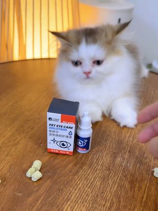 像这样的猫咪该怎么办?全是泪痕#猫咪泪痕 #猫咪眼屎多 #宠物泪痕 #宠物滴眼液 #养猫人