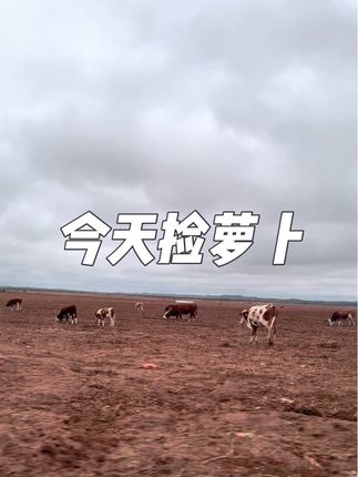 捡完土豆捡萝卜 来内蒙不光捡土豆还可以捡萝卜#三农 #乡村味道 #我的农村生活 #在家做美食 #新农人计划