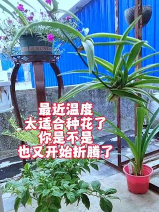 说实话你又买花了吗?不许撒谎,我今晚又买了,这个季节不买花心里总是痒痒的#家庭养花 #楼顶花园 #农村生活 #楼顶风景 #花卉绿植