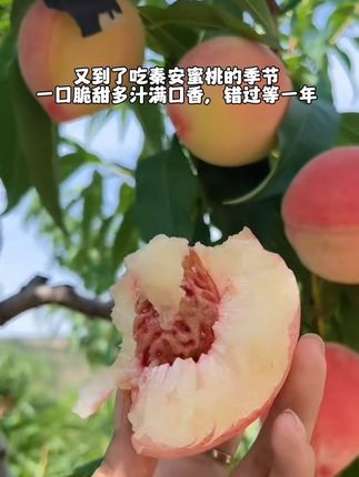 又到了吃秦安蜜桃的季节,一口脆甜多汁,满口香,错过等一年!!!#我是老板我同意双休 #秦安蜜桃 #天水