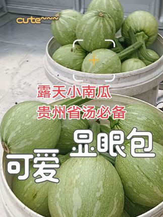 贵州省汤必备神物,新鲜小嫩瓜,必出精品#素瓜豆汤