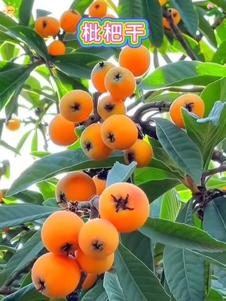 #枇杷干 #枇杷干果脯 #正宗竹盐枇杷干 #水果枇杷干#休闲零食