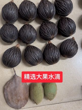上个视频有网友问我怎么刷那么干净,刷刷刷刷够180下 #万物皆可盘 #盘它 #大自然的馈赠 #千丝菩提#狐尾椰