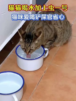 鸡肉味猫狗都喜欢,加水里主动喝!#萌宠好物 #养猫人 #养猫新手 #养宠进阶指南