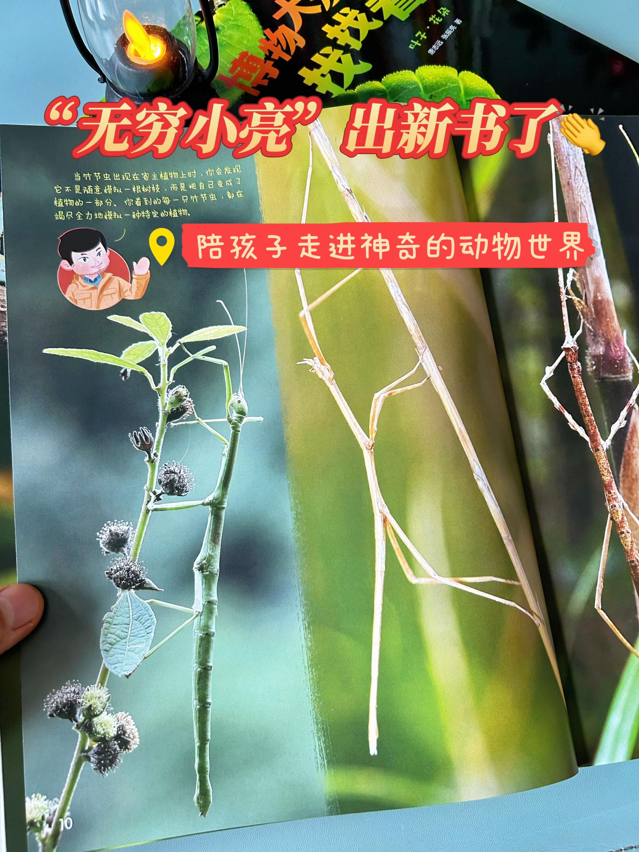 孩子不爱看书,是书没选对!小亮老师的新书《博物太发现找找看》上市了,每晚睡前都要和我比赛找虫子,一本边学边玩的好书,快来拿下吧!!#无穷小亮 #无穷小亮的科普日常 #博物 #植物 #虫子