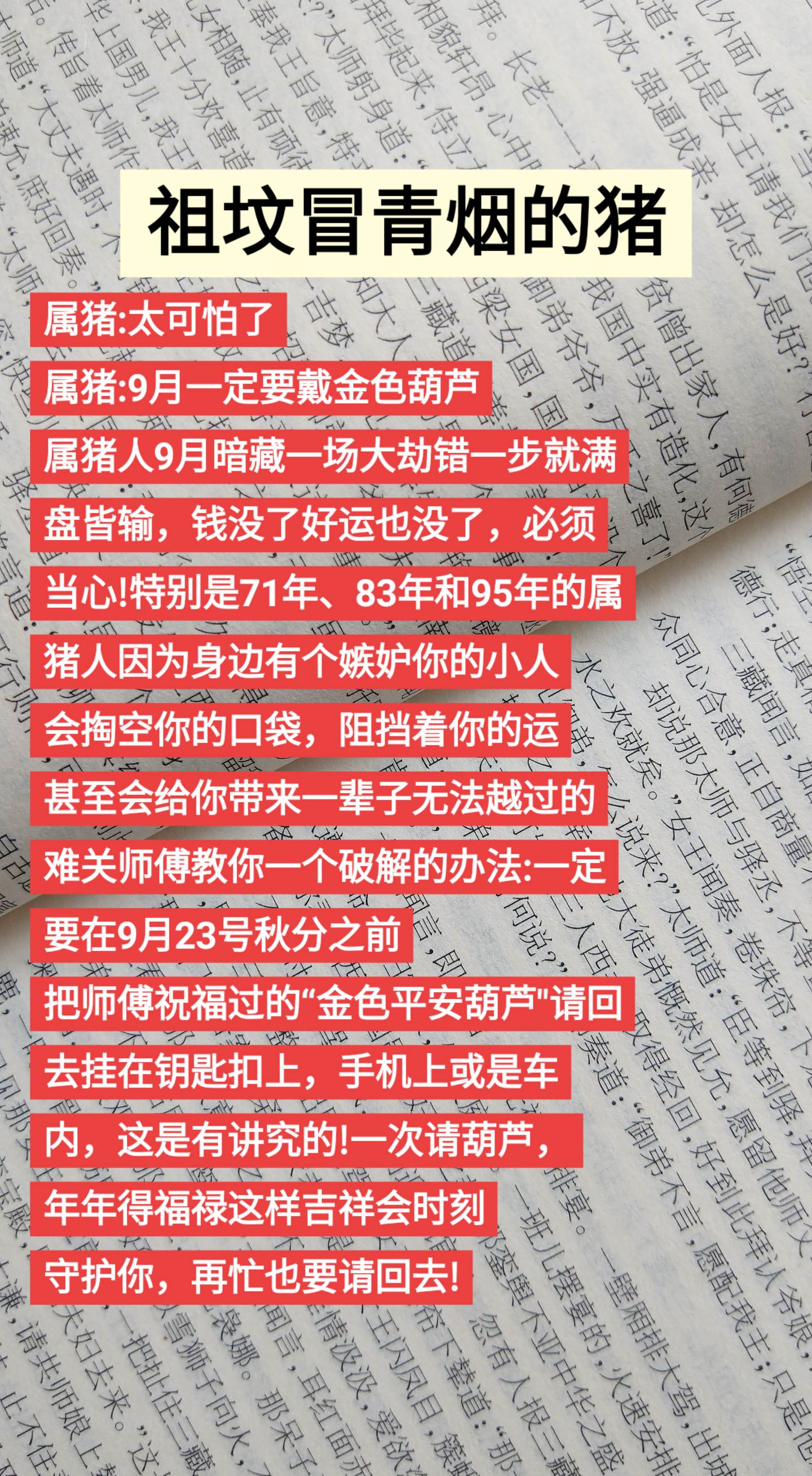 #猪 #属猪 #生肖猪