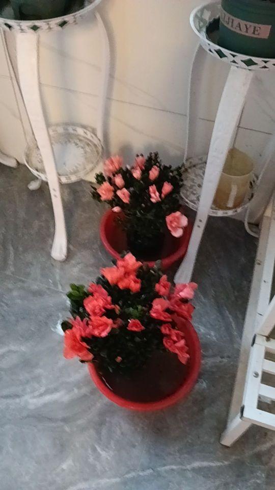 新鲜度:特别漂亮服务好苗好😁😁😁😁😁😁😁😁😁😁#我在抖音买买买