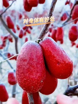 大个头和田枣肉多核小4cm左右#优质农产品 #纯天然绿色食品