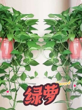 (基地直发)长藤喜庆红高盆藤长叶绿萝室内绿植盆栽净化空气植物#绿萝#室内盆栽#室内绿植#好养的绿植 #净化空气