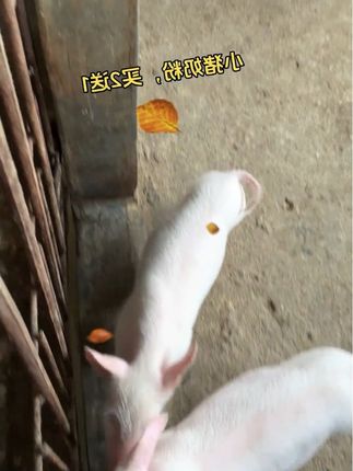 小猪奶粉,可冲服可干喂,营养丰富,小猪爱喝长得快 #养猪人加油干 #养猪人不容易 #自繁自养 #三农 #农村生活