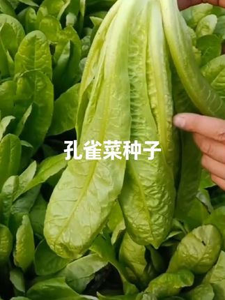 #孔雀菜种子 #孔雀菜好种植 #孔雀菜种子播种 #孔雀菜种植方法 #三农