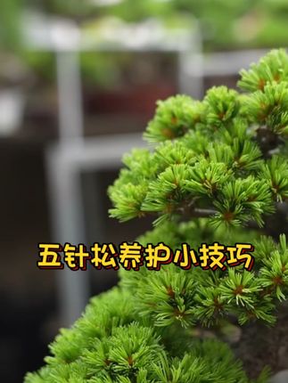 #五针松 #盆景艺术 #五针松盆景 五针松叶子发枯发黄,五针松专用肥