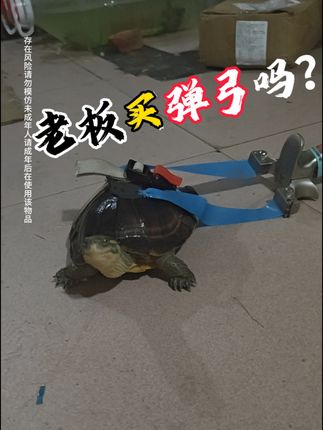 🐢开始上班赚钱买龟粮了🤓#宠物龟 #弹弓 #弹弓爱好者 #养龟日常 #老鼠