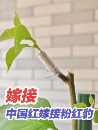中国红嫁接粉红豹#嫁接技术 #嫁接 #三角梅嫁接 #嫁接三角梅 #嫁接粉红豹
