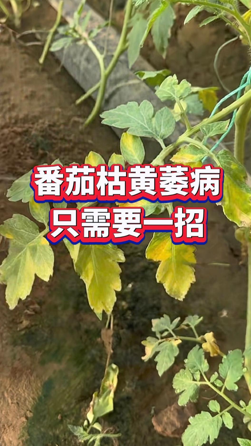 只需要一招,枯萎病不再来#西红柿种植 #西红柿种植技术 #西红柿管理