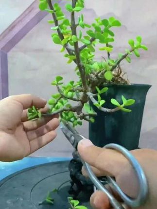 修剪金枝玉叶制作造型制作全部过程
