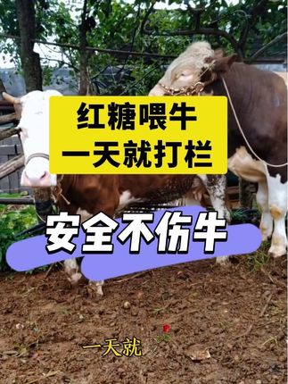 #养牛人 #母牛不发情#母牛不打栏#情益#三农养殖 @抖音创作小助手 @DOU+小助手