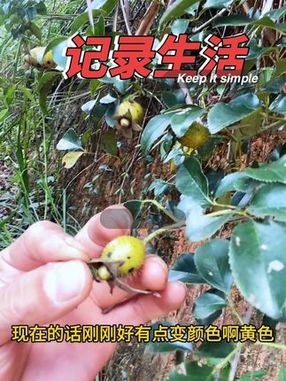 #山货 #金樱子 #泡酒好材料