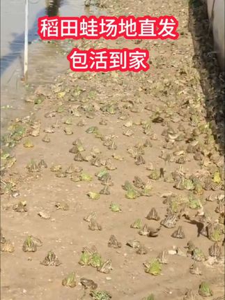 #抖音助农扶农 @DOU+上热门 #青蛙#农村生活