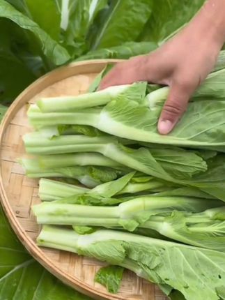 #白菜苔种子# 蔬菜种子#阳台小院均可种植 #超便宜超划#在家种菜