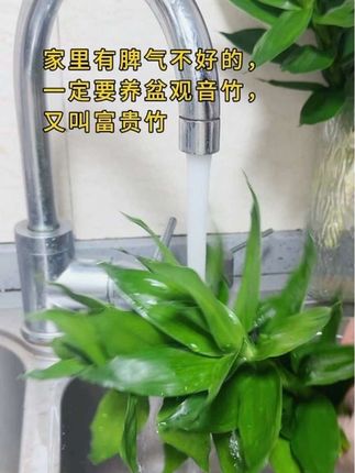 家里有脾气不好的一定要养盆观音竹,也叫富贵竹,寓意很好!又能净化环境!#观音竹#富贵竹#盆景园艺