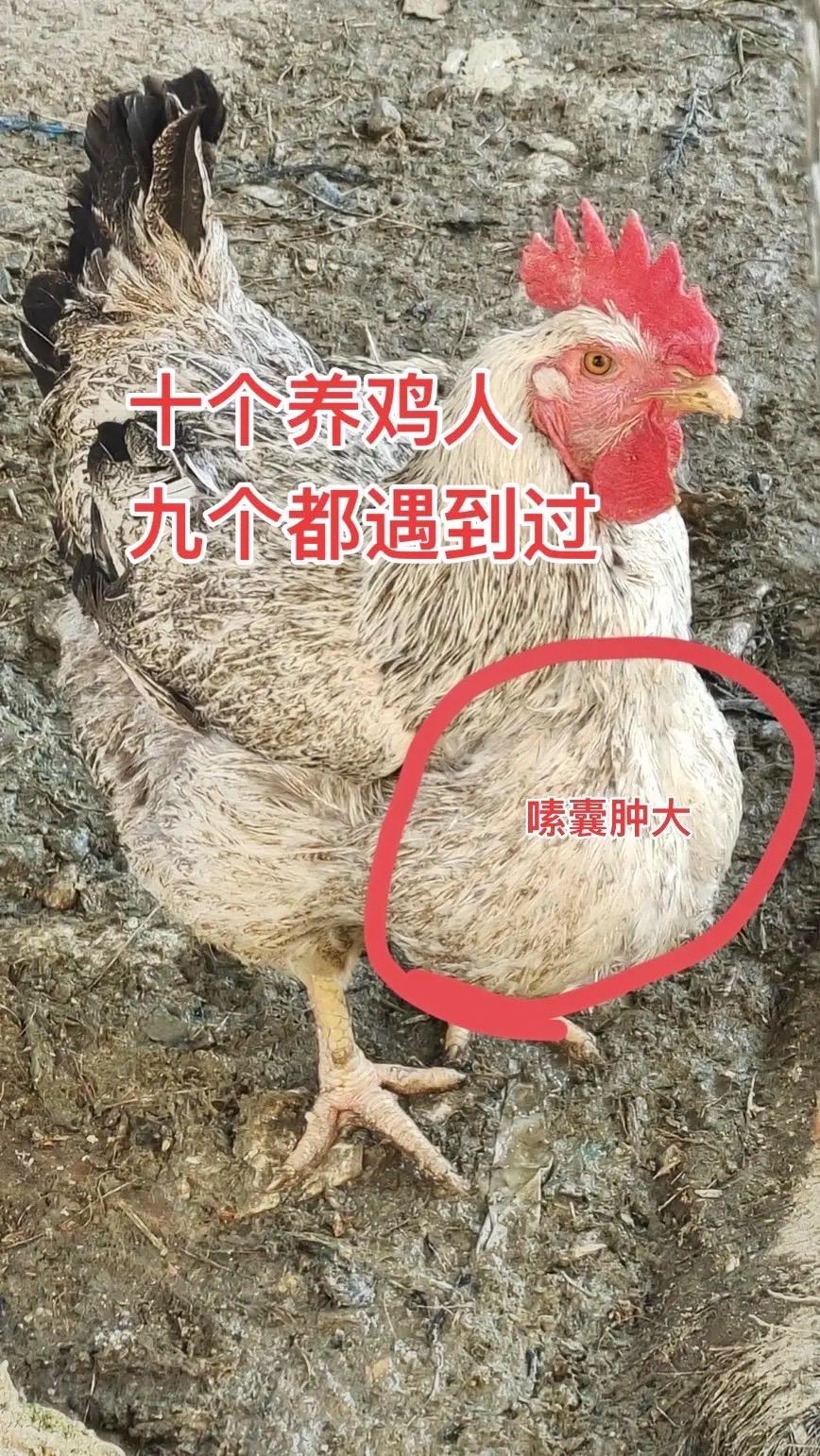 #三农养殖 #养鸡 #生态散养土鸡 #养鸡技术#养鸡小妙招