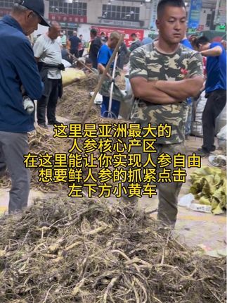全国百分之九十的人参都是出自于这里,以前你总觉得人参贵是你没遇到我#鲜人参#长白山鲜人参 #优质农产品 #源头好货