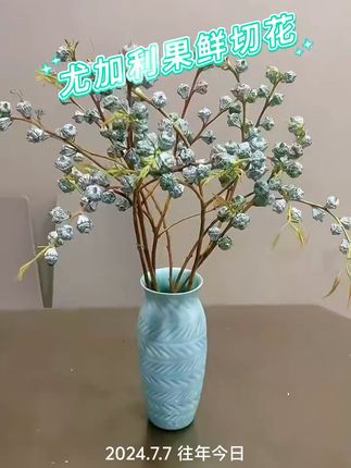 看惯了似锦的繁花,这一抹清冷也别有一番风味!花材果实表面上似有一层糖霜,散发幽幽的香气,斑驳的青色更具一种文艺范 又可以水养就可以做干花的小众花材~#尤加利果 #尤加利果鲜切花 #好看的花一定要分享给你 #爱生活爱养花 #花与生活