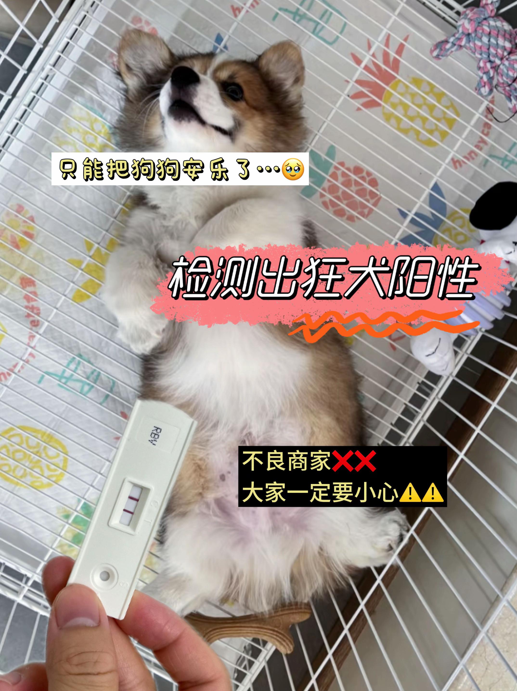 自己家养的小猫小狗被他们抓伤咬伤了,也是要小心的,因为狂犬病通过唾液传染,只要感染了发病死亡率是百分之百,我们千万不要拿自己的生命去赌#狂犬病 #狂犬疫苗 #养狗日常