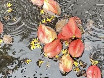 重读史铁生的《我与地坛》才发现他笔下的栾树是我这几年常见的“小灯笼”。
#每一帧都是热爱 #手机随拍分享 #我与地坛 #栾树 #文字的力量