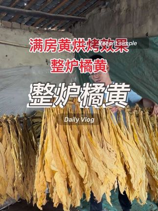 #烤烟种植技术与管理 #烤烟烘烤技术视频 #满房黄少霉烂青筋挂灰 #高老师讲烤烟