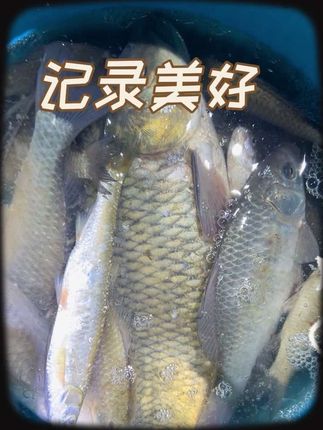 要给我冻厥过去了🥶在运河桥筏啊、有想去的可以进群要位置 #户外钓鱼 #钓鱼 #野钓 #女钓手 #野钓大板鲫