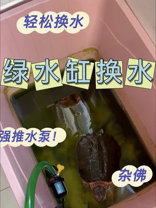 用水泵给鳄龟换水,妈妈再也不用担心啦#强烈推荐 #龟宠时代 #萌宠出道计划 #养龟日常 #龟