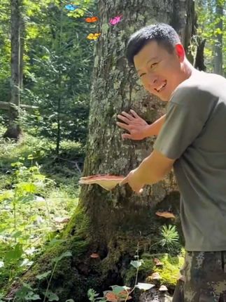 被老百姓称为嗷嗷叫的茶   你们喝过吗 #大自然的馈赠 #大山里的味道  #黄金草茶  #肾精茶
