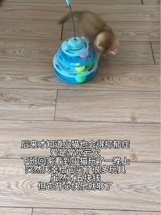 上班一走就是一天,还好给它买了很多玩具#小奶猫 #养猫的乐趣 #逗猫神器