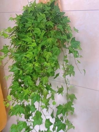 #常春藤吊兰#绿植#绿植优选 #净化空气#室内绿植