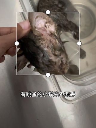 身上有跳蚤的小猫小狗先不要丢 喷一喷解锁可爱哈基米#萌宠好物 #养猫新手 #科学养宠
