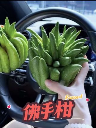 佛手柑鲜切果家用鲜花来自云南省基地的鲜切花#佛手柑 #绿植盆栽 #花卉绿植 #室内绿植 #好养的绿植