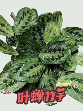 【新疆包邮】红脉叶蝉白脉叶蝉竹芋垂吊耐阴喜水观叶绿植#叶蝉竹芋 #绿植盆栽 #好养的绿植 #室内绿植 #花卉绿植