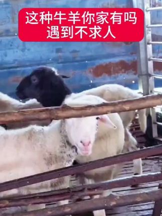 #牛羊