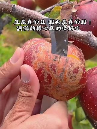 云南昭通#丑苹果 不打蜡,不套袋,吃起来个个嘎嘣脆,香甜又多汁#现摘现发新鲜到家 #丑苹果又甜又脆 #冰糖心苹果 #原产地直发
